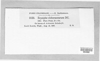 Golovinomyces cichoracearum image
